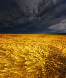  Barley field in Wetteraukreis Hesse Germany 