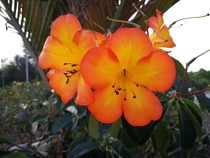  beautiful yelloworange flower - unknown
