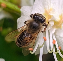  bee in flower