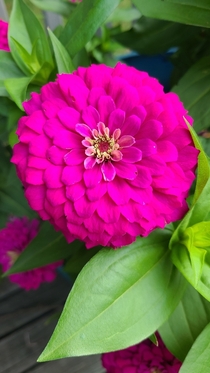  Big beautiful Zinnia These filled out so much really loved watching these grow this summer 