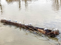  Black-headed gulls resting on a stranded tree trunk on the Marne River