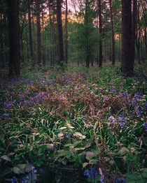  British Bluebells on a spring evening  x  see more on my Instagram - asmallbluedot