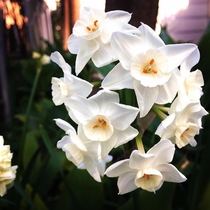  Bunch-flowered Daffodil Narcissus Tazetta South Australia