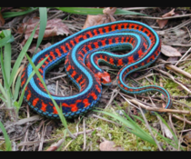  California Red-Sided Garter Snake