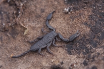  Cape Creeper Scorpion