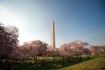  Cherry Blossom Festival Washington DC by navid