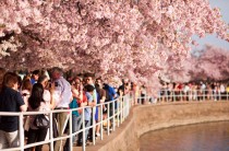  Cherry Blossom Festival Washington DC by navid