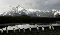 Chinstrap Penguins in Surf Bailey Head
