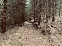  Conifers in the Brecon Beacons South Wales x