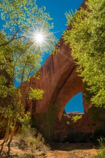  Cottonwoods and sun at Jacob Hamblin Arch in Coyote Gulch Grand Staircase-Escalante National Monument UT