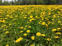  Dandelion Field Northern British Columbia x