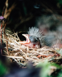  day old house finch waiting on mom to return