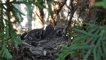 day old robins Turdus migratorius in their nest Captured this shot from a tree in my backyard 