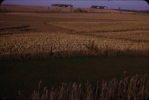  DPI scan of mm taken in  Mature corn field on county road E near Ferguson Iowa 