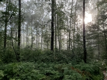  Early morning misty forest in the Spanish River Provincial Park
