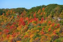  Fall along the Niagara Escarpment in Canada Websters Falls Hamilton ON x