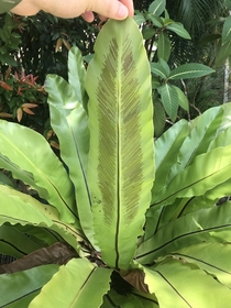  Feather motif on the underside of an Asplenium fern leaf