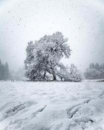  First snowfall in Yosemite 