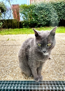  France - The Chartreux cat at Le Crotoy Baie de Somme