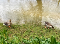  Geese from Toulouse