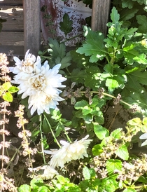  Ive long forgot the name of this plant I believe its a mum but a strange one because it also bloomed last spring It spent the summer and early fall growing large and leggy and began to bloom again about a week ago Its in a  pot behind that railing you se