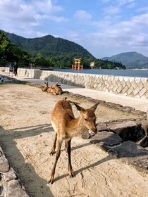  Japan - Deer in front of Miyajimas torii