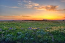  Lavender Sunset Surprise - Walts Corner Colorado