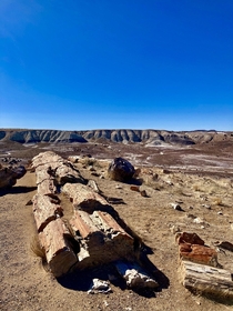  million year old fallen tree in Petrified Forest National Park 