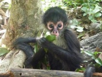  month old baby monkey  x-post from rpics