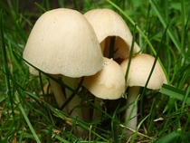  Mushrooms in my garden