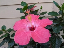  My hibiscus finally bloomed