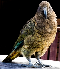  New Zealands Finest Trouble Maker - Kea the Worlds Only Alpine Parrot - x