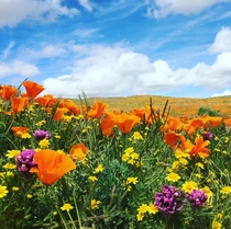  Picture I took at the California Poppy Reserve a few super blooms ago x