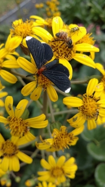  pollinators on the same plant