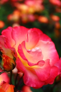  Portland Rose Garden