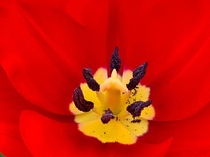  Red tulip x pixels