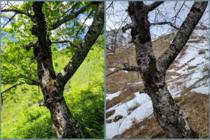  seasons seen trough cherry tree in Montenegro 