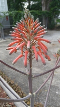  Soapwort aloe Aloe saponaria
