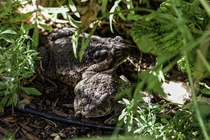  Sonoran toads at the garden spa Bufo alvarius