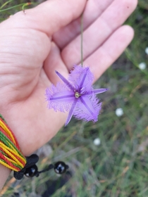  spotted my first Fringed Lily Thysanotus tuberosus x OS OC