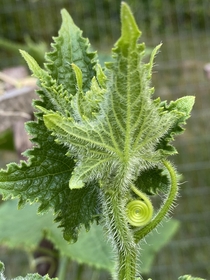  The most perfect little Cucumber tendril ready to climb