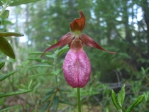 The Pink laddys slipper orchid Cypripedium acaule