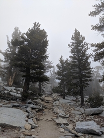  These foggy woods of pinyon pines are located near the summit of Mt San Jacinto in southern California The elevation in this spot is around  feet above sea level
