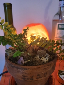  This is a local woods pot The fern is Ebony Spleenwort I believe and the moss in the foreground is Broom Moss There are a few other species of moss in there and there and a waxy speckled leafed plant that is dying