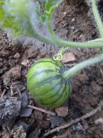  This is my baby watermelon hope you enjoy