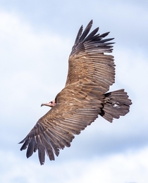  Turkey vulture in flight