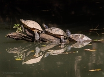  turtles laying out in the sun