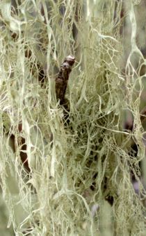  Usnea Bearded Moss