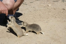  Wild prairie dogs behind a rest stop in Wyoming off I-