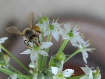   x  Bee Polinating in San Antonio TX